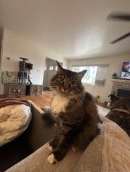 Reunited Female Cat last seen Near intersection of Hoen Ave and Cypress Way, Santa Rosa, CA 95405