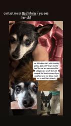 Lost Female Dog last seen Firethorn, San Diego, CA 92173