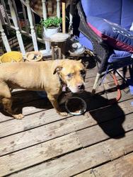 Found/Stray Unknown Dog last seen Briarwood cir Dallas NC, Dallas, NC 28034