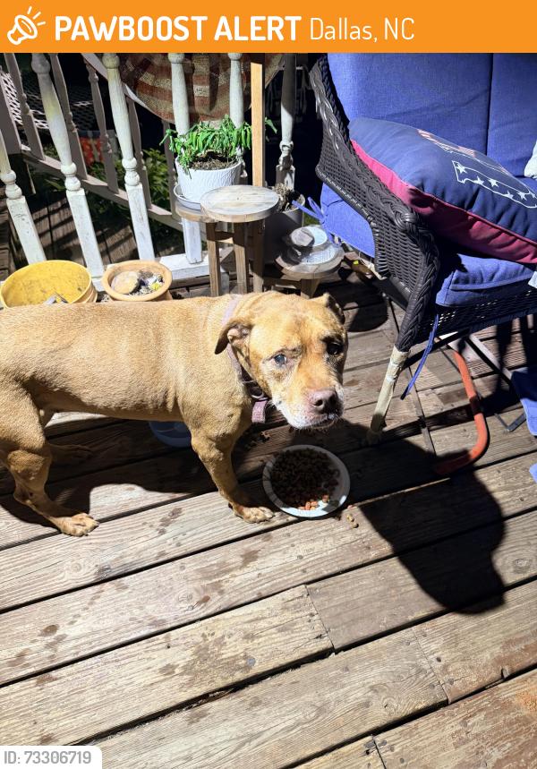 Found/Stray Unknown Dog last seen Briarwood cir Dallas NC, Dallas, NC 28034