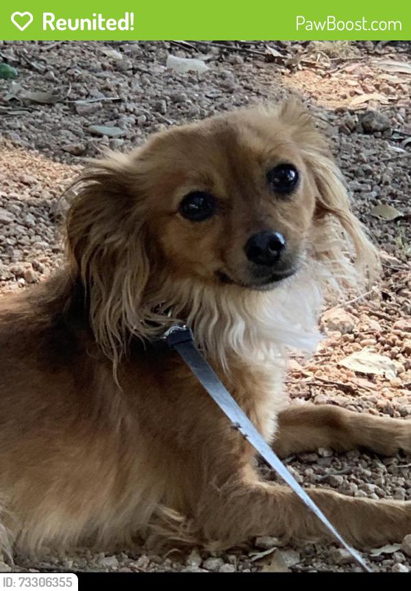 Reunited Female Dog last seen Bulverde Village, San Antonio, TX 78261