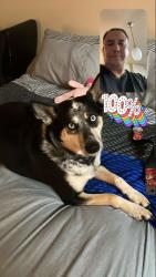 Reunited Female Dog last seen Dogs Beach, lifeguard tower 5, San Diego, CA 92113