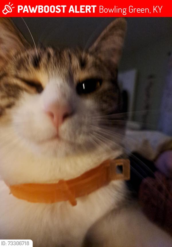 Lost Female Cat last seen Rockfied, Bowling Green, KY 42101