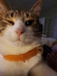 Lost Female Cat last seen Rockfied, Bowling Green, KY 42101