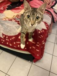 Found/Stray Female Cat last seen 72nd and Cheryl Ave, Peoria, AZ 85345