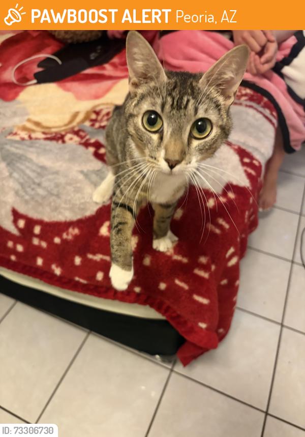 Found/Stray Female Cat last seen 72nd and Cheryl Ave, Peoria, AZ 85345