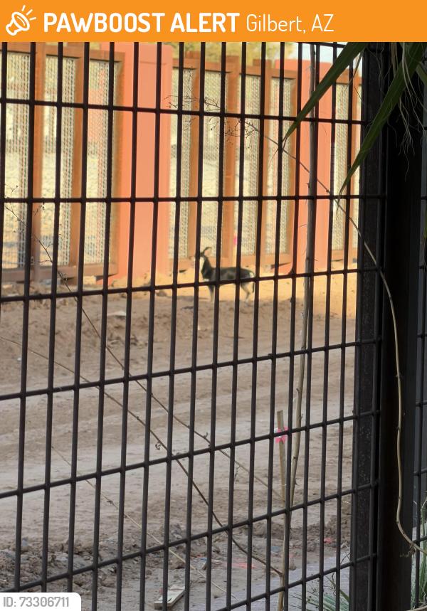 Found/Stray Male Dog last seen Railroad tracks by downtown gilbert water tower, Gilbert, AZ 85233