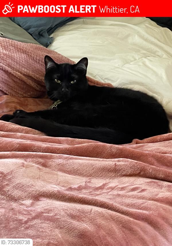 Lost Female Cat last seen Whittier, Whittier, CA 90603