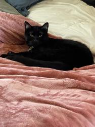 Lost Female Cat last seen Whittier, Whittier, CA 90603