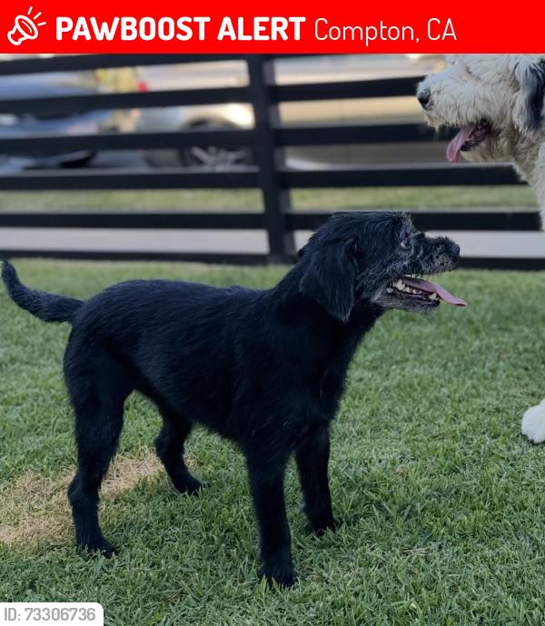 Lost Female Dog last seen Grandee and 134th ST, Compton, CA 90222