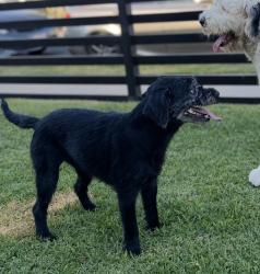 Lost Female Dog last seen Grandee and 134th ST, Compton, CA 90222