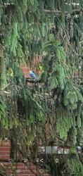 Found/Stray Unknown Bird last seen Near egypt rd 19403, Eagleville, PA 19403