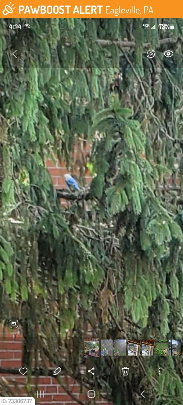 Found/Stray Unknown Bird last seen Near egypt rd 19403, Eagleville, PA 19403