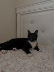 Reunited Female Cat last seen Empire and 13th street, San Jose, CA 95112