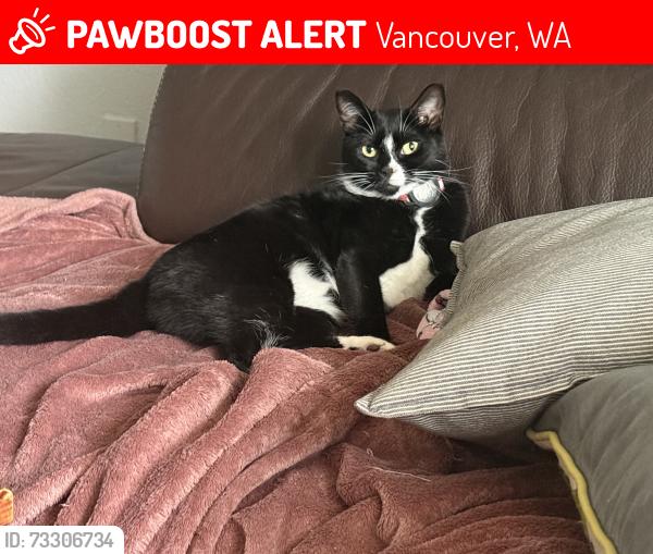 Lost Female Cat last seen 112th and fifth streets near Sacajawea Elementary, Vancouver, WA 98685