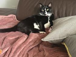 Lost Female Cat last seen 112th and fifth streets near Sacajawea Elementary, Vancouver, WA 98685