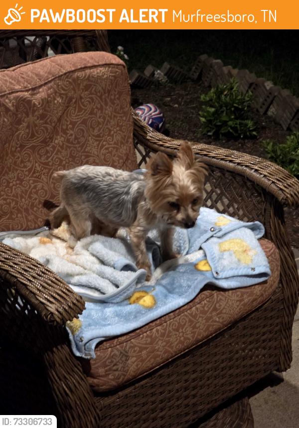 Found/Stray Unknown Dog last seen I found this dog near the address where I live: 418 Burnley Way., Murfreesboro, TN 37128