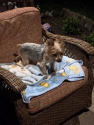 Found/Stray Unknown Dog last seen I found this dog near the address where I live: 418 Burnley Way., Murfreesboro, TN 37128