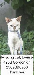 Lost Male Cat last seen H2O and upby Gordon dr, Kelowna, BC V1V 1S4