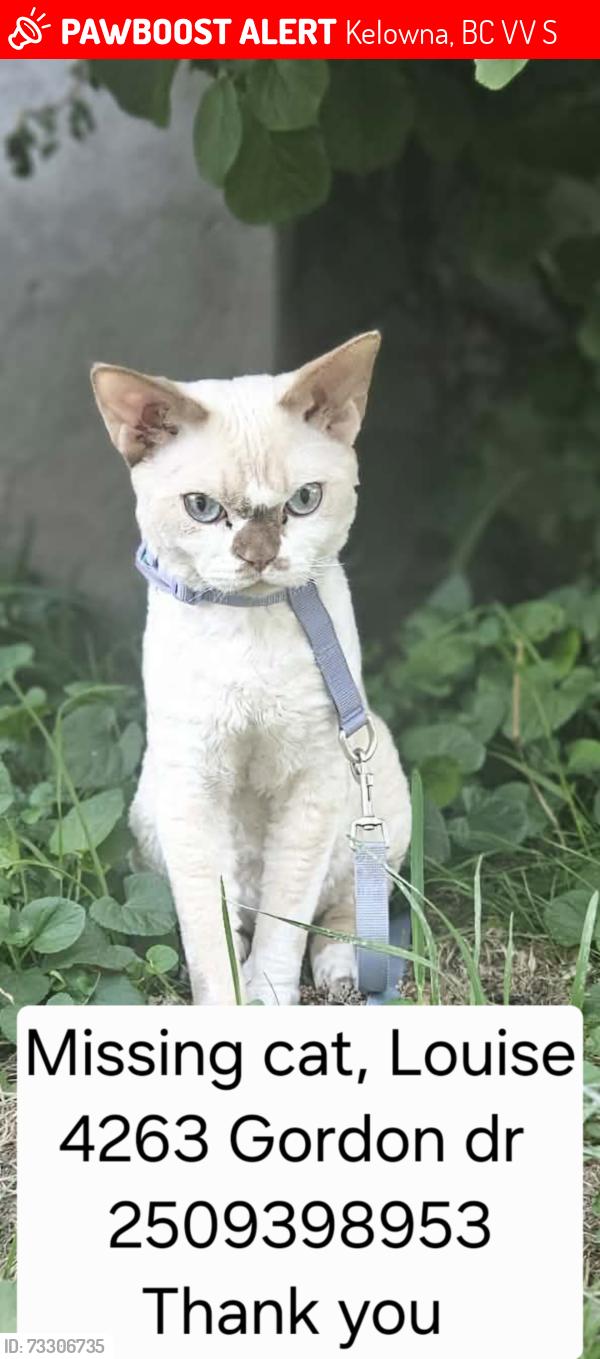 Lost Male Cat last seen H2O and upby Gordon dr, Kelowna, BC V1V 1S4