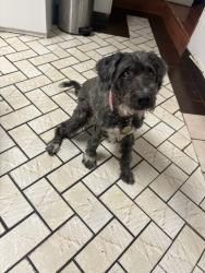 Lost Female Dog last seen Corner of 163rd ST and NE 7th ave, Miami, FL 33162