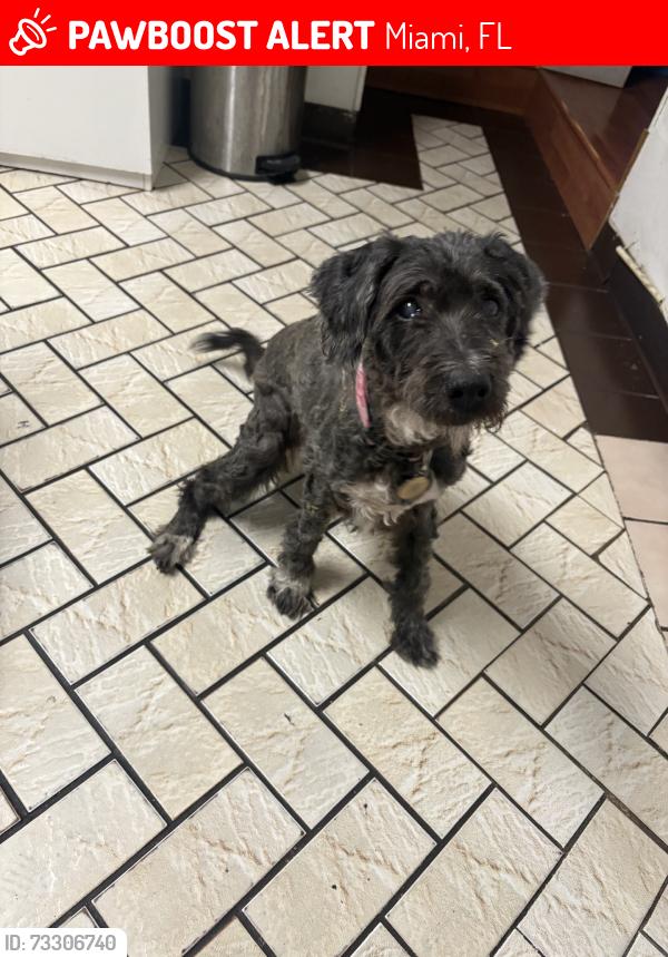 Lost Female Dog last seen Corner of 163rd ST and NE 7th ave, Miami, FL 33162