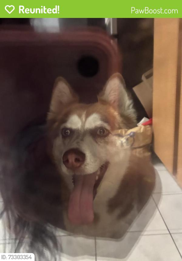 Reunited Unknown Dog last seen West and Orangewood, Anaheim Convention Center, Anaheim, CA 92802
