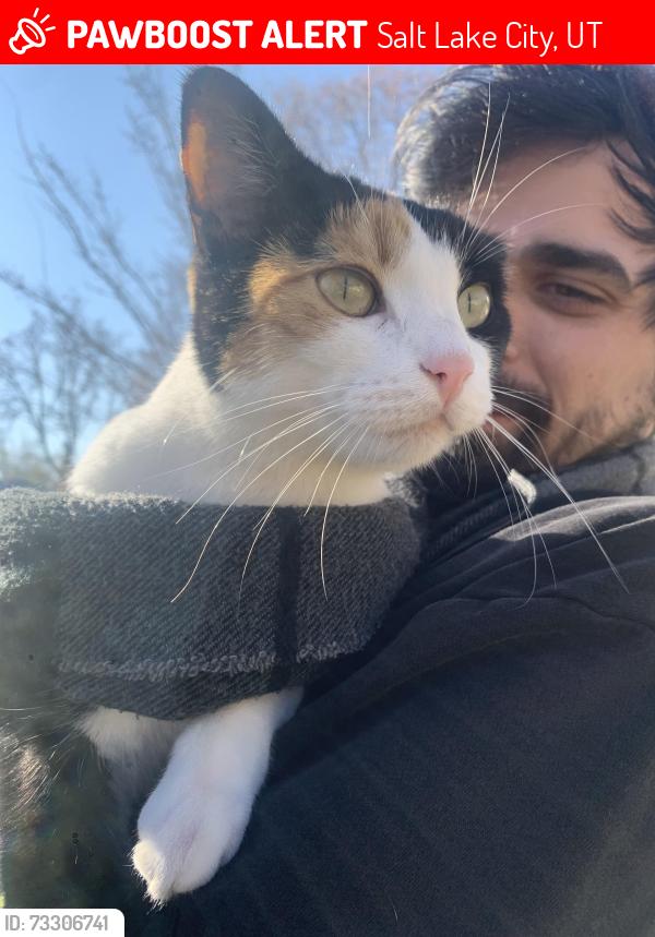 Lost Female Cat last seen California ave, emery street, Salt Lake City, UT 84104