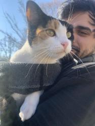 Lost Female Cat last seen California ave, emery street, Salt Lake City, UT 84104