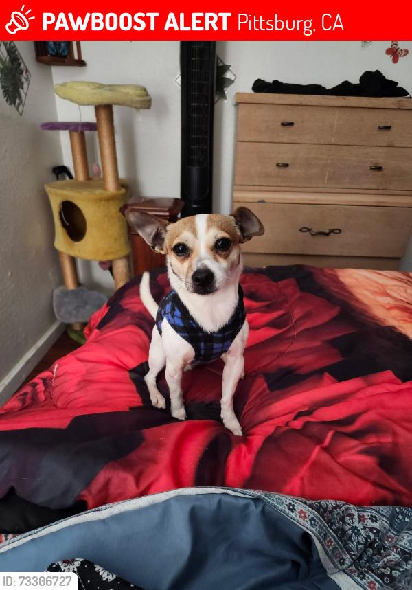 Lost Male Dog last seen Crestview Dr, Railroad Ave, Pittsburg, CA 94565