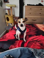 Lost Male Dog last seen Crestview Dr, Railroad Ave, Pittsburg, CA 94565
