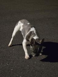 Found/Stray Female Dog last seen Lockwood Blvd, Seminole County, FL 32765