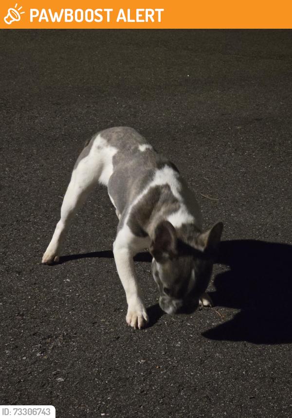 Found/Stray Female Dog last seen Lockwood Blvd, Seminole County, FL 32765