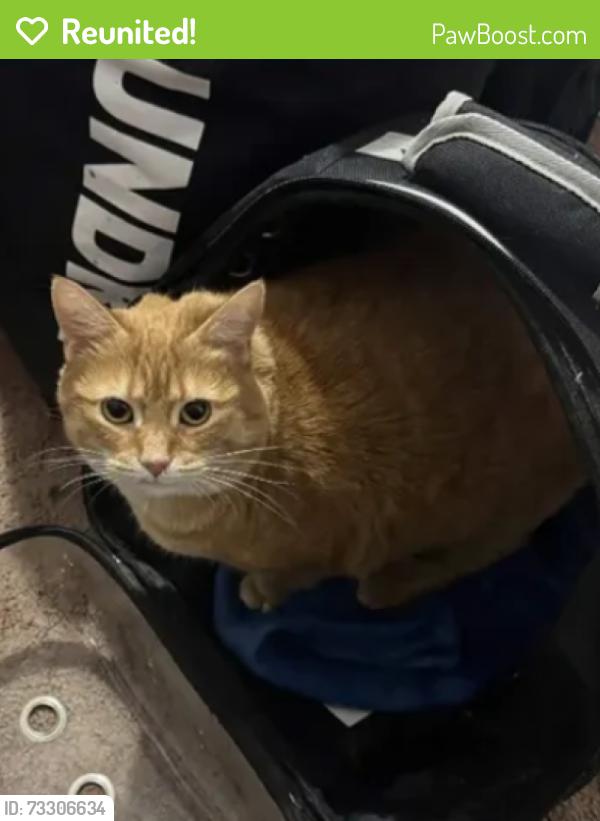 Reunited Female Cat last seen West James Street, Lancaster, PA 17603