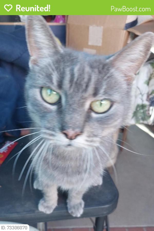 Reunited Female Cat last seen Fairgrove, La Puente, CA 91746