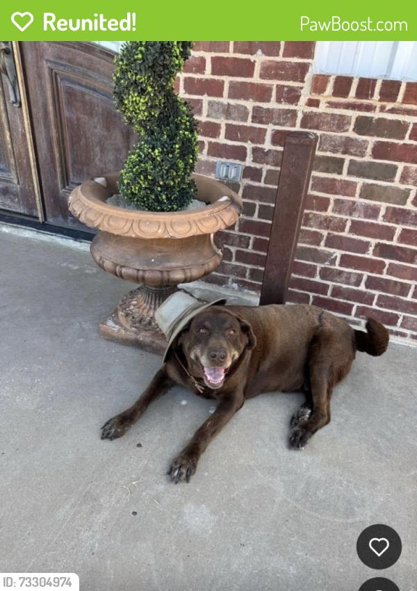 Reunited Male Dog last seen Fm 2378, Wolfforth, TX 79382