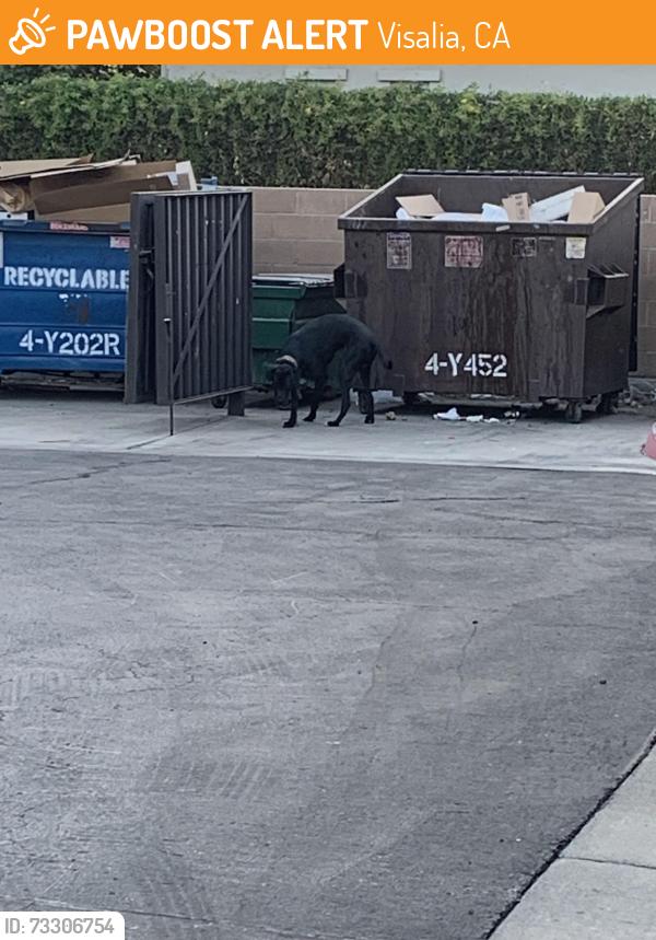 Found/Stray Unknown Dog last seen Last unit by the dumpsters, Visalia, CA 93292