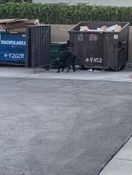 Found/Stray Unknown Dog last seen Last unit by the dumpsters, Visalia, CA 93292