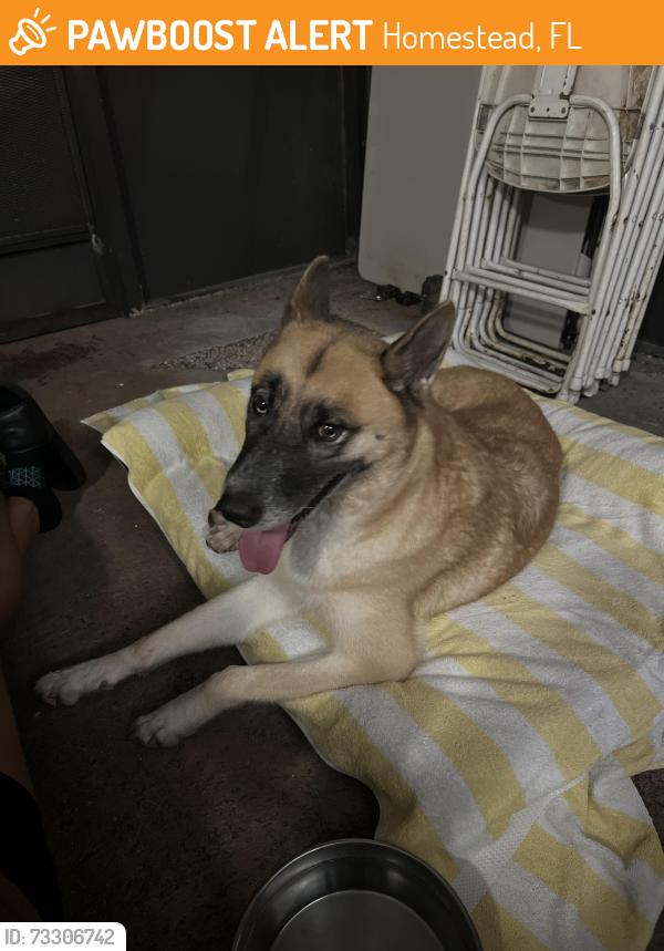 Found/Stray Female Dog last seen Florida city Home Depot, Homestead, FL 33034