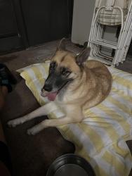Found/Stray Female Dog last seen Florida city Home Depot, Homestead, FL 33034