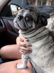 Found/Stray Male Dog last seen Sorensen Ave & Bexley Drive, Whittier, CA 90606