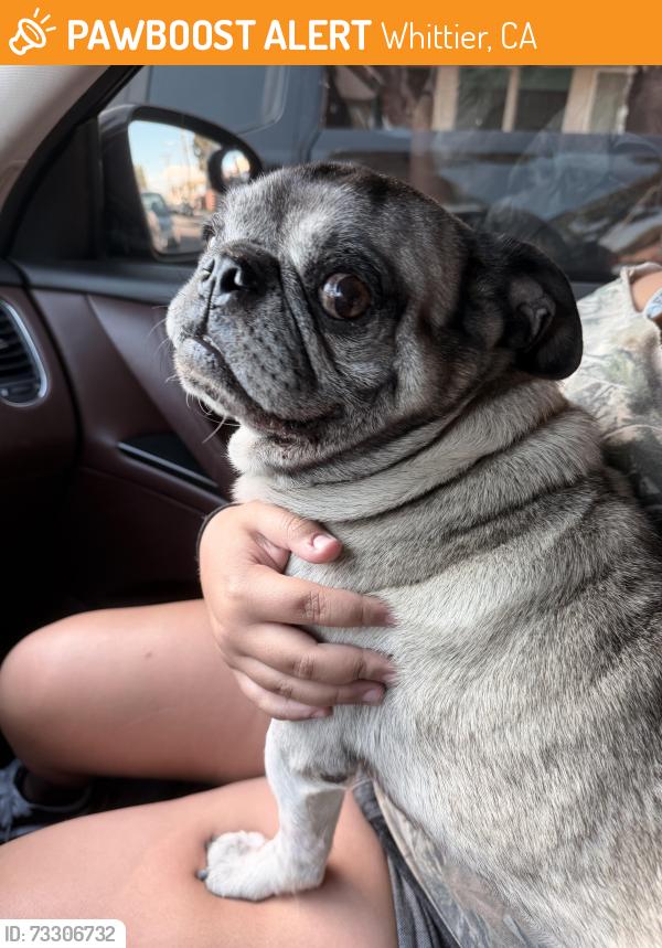 Found/Stray Male Dog last seen Sorensen Ave & Bexley Drive, Whittier, CA 90606
