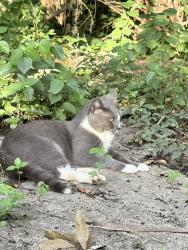 Found/Stray Unknown Cat last seen Cortland mirror lake apmts, Apopka, FL 32703
