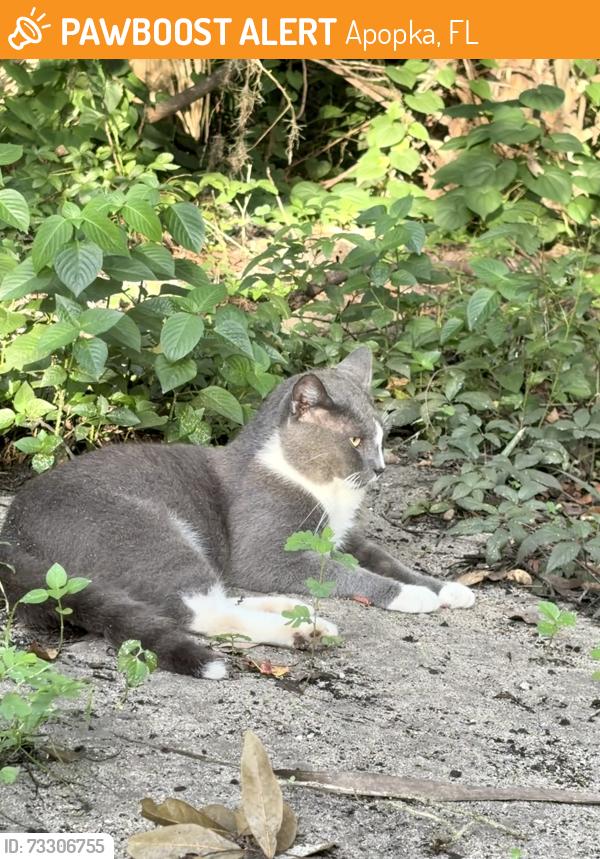 Found/Stray Unknown Cat last seen Cortland mirror lake apmts, Apopka, FL 32703