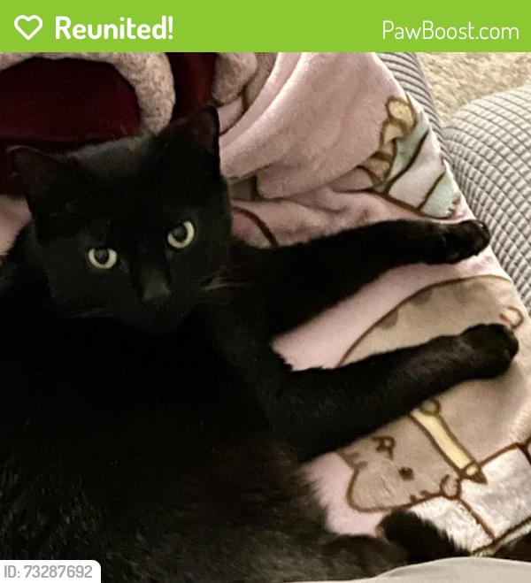 Reunited Unknown Cat last seen Sugar Crest Drive, Sugar Hill, GA 30518