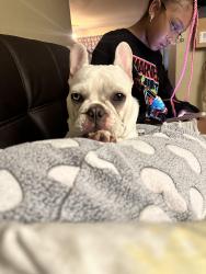 Reunited Female Dog last seen 91st Ave and Crown along, Tolleson, AZ 85353