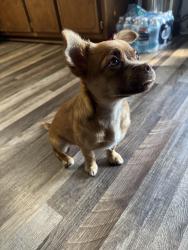 Reunited Female Dog last seen Publix/Shopping center on Dawsonville Hwy / Green Hill Circle & Elita Dr & near the movie theater, Gainesville, GA 30501