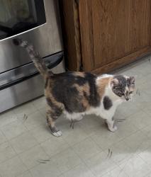 Reunited Female Cat last seen N Pearl & W 2nd, Centralia, WA 98531