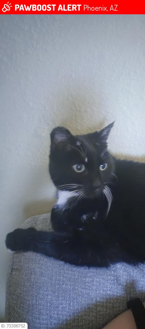 Lost Male Cat last seen 23rd Ave and Rose Garden Ln, Phoenix, AZ 85031