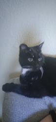 Lost Male Cat last seen 23rd Ave and Rose Garden Ln, Phoenix, AZ 85031